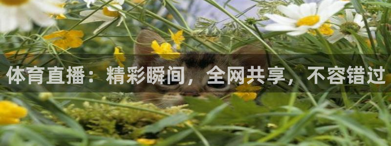 乐球直播nba免费观看